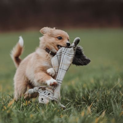 Thumbnail 6: HUNTER Hundespielzeug Billund Fuchs flach, 40 cm