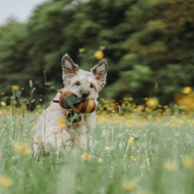 Thumbnail 6: HUNTER Hundespielzeug Florenz, Biene 29 cm