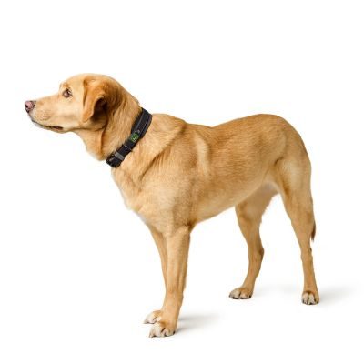 Thumbnail 3: HUNTER Halsband Havanna M (50), schwarz