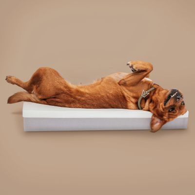 Thumbnail 8: Rudelkönig Rudelkönig Hundebett Koye, Orthopädisches Hundebett mit Druckentlastung