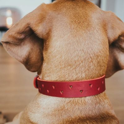 Thumbnail 6: HUNTER Halsband Aalborg Soul XS-S (35), rot