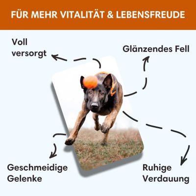 Thumbnail 7: Sollis Hundenassfutter mit Lamm 6x 400 g