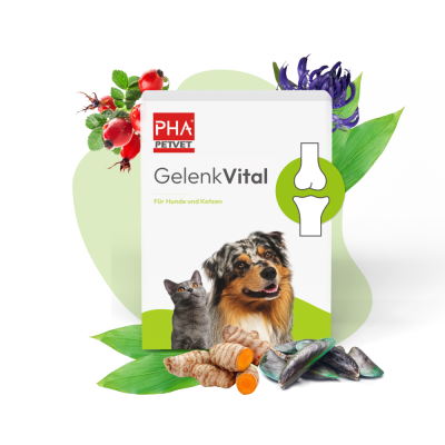 Thumbnail 1: PHA PetVet - PHA GelenkVital für Hunde & Katzen 150 g - natürliche Inhaltsstoffe plus Vitamine zur Unterstützung von Beweglichkeit & Mobilität