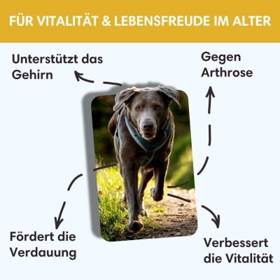 Thumbnail 4: Sollis Goldene Jahre Ergänzungsfuttermittel für Senioren Hunde 100 g