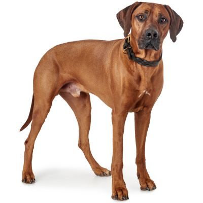 Thumbnail 3: HUNTER Halsband Sansibar Solid S (40), schwarz