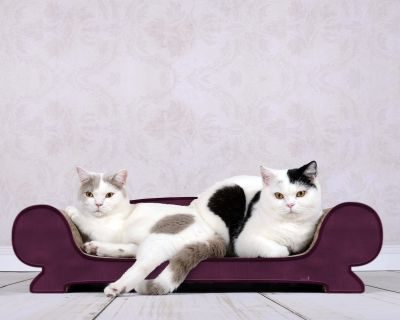 Thumbnail 3: cat-on VERTIGE Design Katzensofa, violett (070)