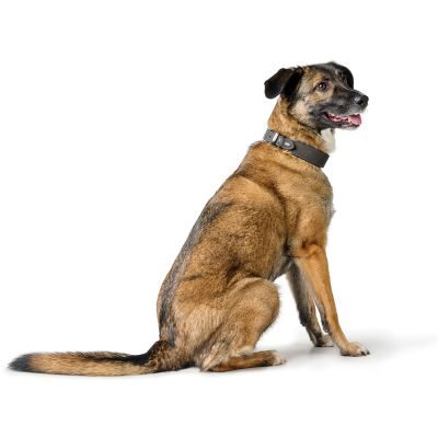 Thumbnail 7: HUNTER Halsband Malta M (55), steingrau/schwarz