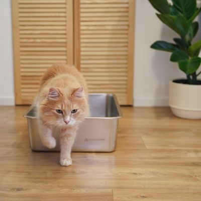 Thumbnail 1: SCHLITZOHR Edelstahl Katzentoilette Lotte - XXL Katzenklo