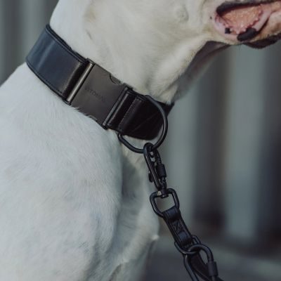 Thumbnail 7: Vitomalia VitomaliaPiñatex Luxus-Hundehalsband aus nachhaltiges Ananas-Leder in Schwarz