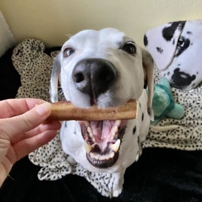 Thumbnail 10: kauartikel.com Ochsen-Ziemer, 12cm - Hunde-Kauartikel - Hunde-Snack - Kausnack vom Ochsen - Leckerli vom Rind