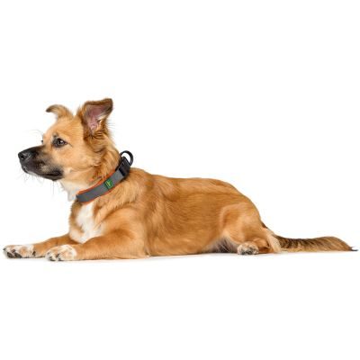 Thumbnail 3: HUNTER Halsung Maldon XL, orange/grau