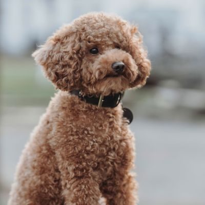 Thumbnail 7: HUNTER Halsband Tijuana XS-S (35), schwarz