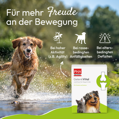 Thumbnail 5: PHA PetVet - PHA GelenkVital für Hunde & Katzen 150 g - natürliche Inhaltsstoffe plus Vitamine zur Unterstützung von Beweglichkeit & Mobilität