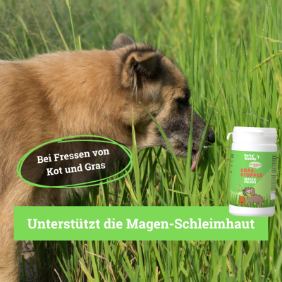 Thumbnail 2: BeG Buddy Gras-Stopper Magen-Pulver, bei Fressen von Gras und Kot für Hunde, 150 g
