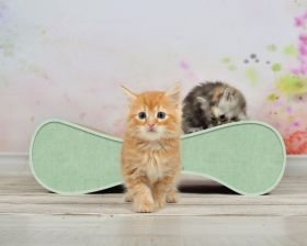 cat-on LE VER S Kratzwelle für Katzen, hemlock mintgrün (006h)