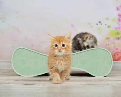 Thumbnail 2: cat-on LE VER S Kratzwelle für Katzen, hemlock mintgrün (006h)