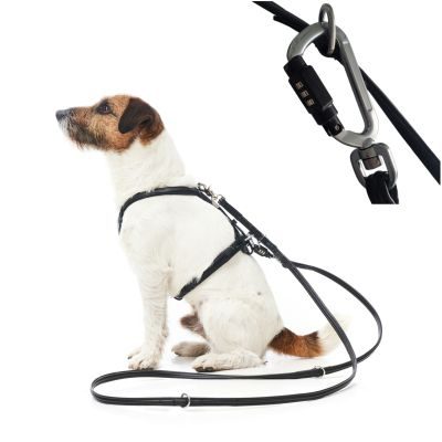 LOCKness Hunde-Diebstahlsicherung schwarz S