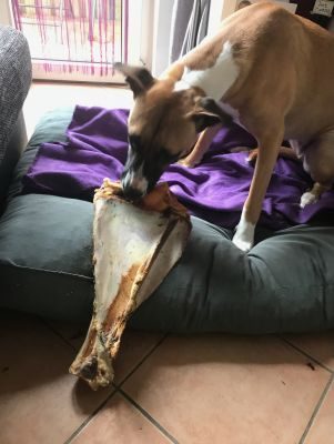 Thumbnail 3: kauartikel.com Rinder-Schulterblatt Giant - Hunde-Kauartikel - Hunde-Snack - Kausnack - Leckerli vom Rind