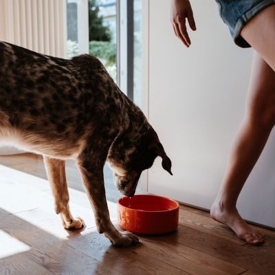 Thumbnail 8: HUNTER Keramik-Napf Osby Glazed350 ml, orange