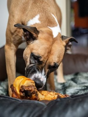 Thumbnail 2: kauartikel.com Pferde-Jumboknochen XXL - hypoallergener Hunde-Kauartikel - Hunde-Snack - Kausnack vom Pferd - Leckerli