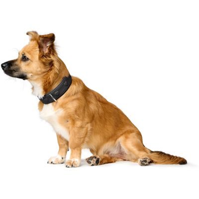 Thumbnail 7: HUNTER Halsband Soho X Love S (42), schwarz