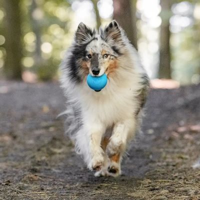 Thumbnail 1: Rudelkönig RudelkönigHundeball aus Naturkautschuk, Robustes Hundespielzeug
