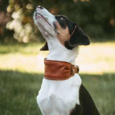 Thumbnail 4: HUNTER Ergonomisches Halsband Arvika S (40), cognac/schwarz