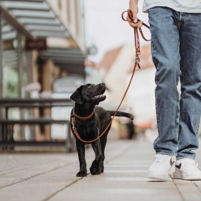 Thumbnail 2: HUNTER Halsband Aalborg S-M (47), cognac