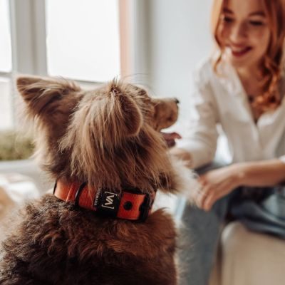 Thumbnail 7: Vitomalia VitomaliaKlassisches Hundehalsband mit abstehender Innenfütterung - Nero Braun