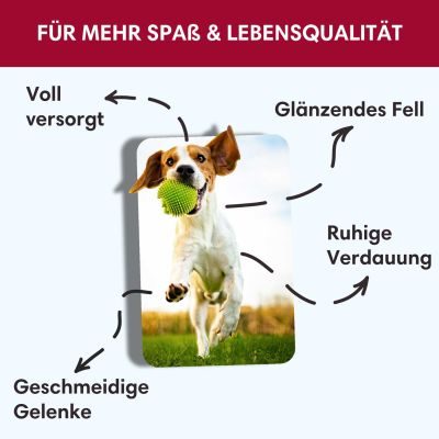 Thumbnail 7: Sollis Hundetrockenfutter für kleine Hunde mit Angus-Rind 2 kg