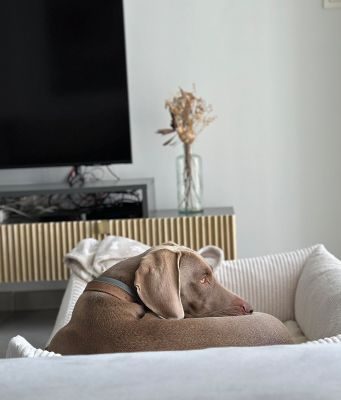 Thumbnail 6: CAFIDE Cord Hundebett, Snozy