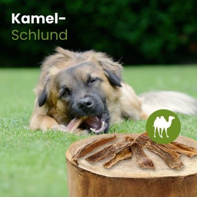 Thumbnail 2: kauartikel.com Kamel-Schlund - hypoallergener Hunde-Kauartikel - Hunde-Snack - Kausnack - Leckerli