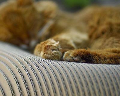 Thumbnail 8: cat-on LE PLOUFF Katzenkorb – rundes Design-Kratzmöbel