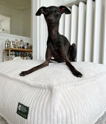 Thumbnail 8: CAFIDE Hundebett, Cuadra