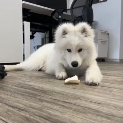 Thumbnail 2: kauartikel.com Büffel-Kauchips, weiß - Hunde-Kauartikel - Hunde-Snack - Büffel-Kausnack - Leckerli vom Rind