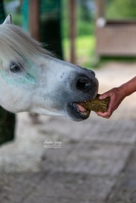 Thumbnail 2: LAX LAX Wiesenknusperstange light+ Kräuter - 13 kg - 16 Stangen