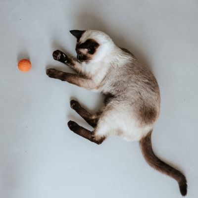 Thumbnail 3: stylecats® Katzenspielzeug Boo Royal orange Ø = 3,8 cm