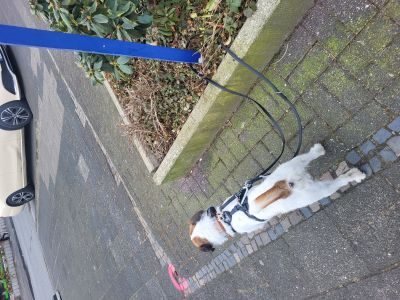 LOCKness Hunde-Diebstahlsicherung schwarz S