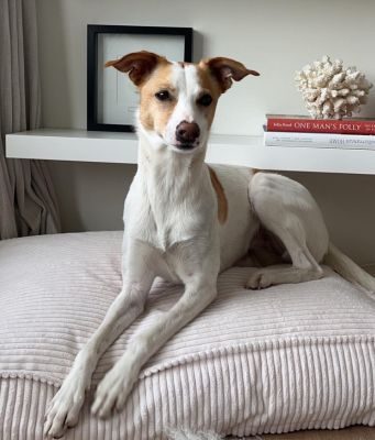 Thumbnail 9: CAFIDE Hundebett, Cuadra