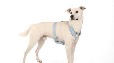 Thumbnail 6: SimplePets 3-in-1 Geschirr Set