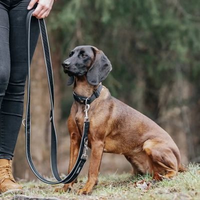 Thumbnail 2: Rudelkönig Hundehalsband Paola reflektierend, Robustes Hunde Halsband