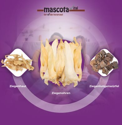 Thumbnail 4: mascota vital Ziegenohren, getrockneter Kauartikel für Hunde, 200 g