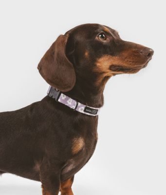 Thumbnail 3: CAFIDE Recyceltes PET-Halsband, Juno