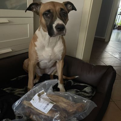 Thumbnail 2: kauartikel.com Rinder-Ohr - Hunde-Kauartikel - Hunde-Snack - Kausnack - Leckerli vom Rind