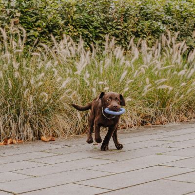 Thumbnail 3: Hey Lana Love Your Paw - Herzspielzeug Groß