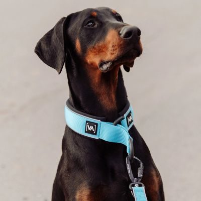 Thumbnail 6: Vitomalia Leichtes Zugstopp-Hundehalsband mit Anti-Würg-Funktion Türkis