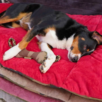 Thumbnail 5: Bettenhaus Traumhund® Traumhund® Kordelknochen