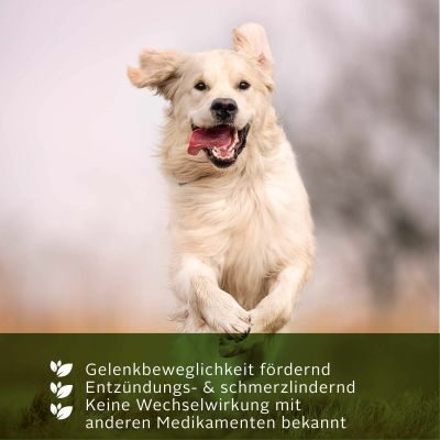 Thumbnail 10: TJURE TJURE - Teufelskralle Liquid - 1.000 ml | So fördert man Gelenkbeweglichkeit | Entzündungshemmend |