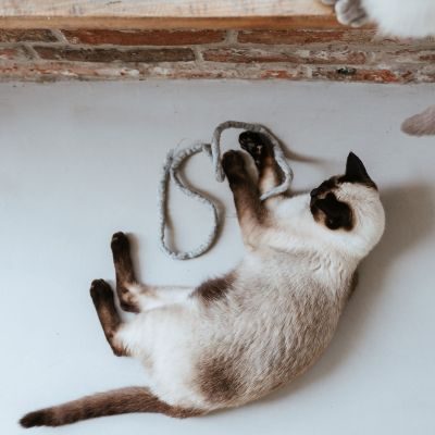 Thumbnail 4: stylecats® Katzenspielzeug Snaky hellgrau 115 cm