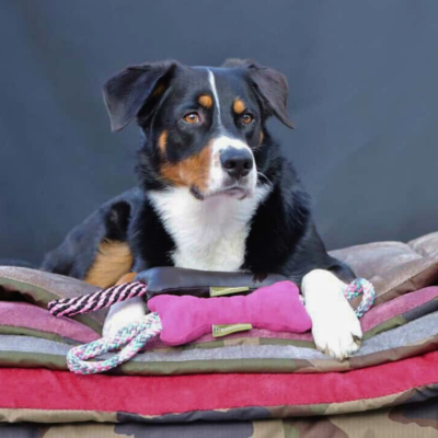 Bettenhaus Traumhund® Traumhund® Kordelknochen